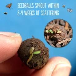 Seedballs Native Annual Wildflowers -Cheap Plants Store pl2000048353 card5 lg