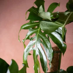 Monstera Deliciosa -Cheap Plants Store pl2000048359 card3 lg