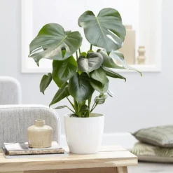 Monstera Deliciosa -Cheap Plants Store pl2000048359 card4 lg