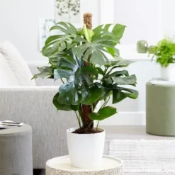 Monstera Deliciosa -Cheap Plants Store pl2000048359 card5 lg
