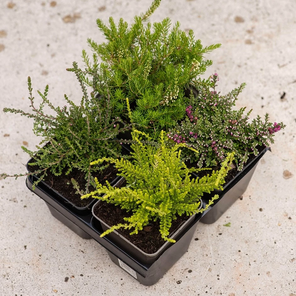 Heather Collection (4 Mixed Heathers) 1 Heather Collection (4 Mixed Heathers)