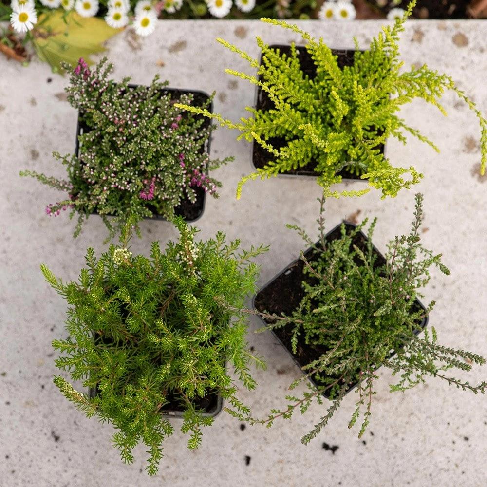 Heather Collection (4 Mixed Heathers) 2 Heather Collection (4 Mixed Heathers) - Image 2