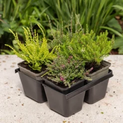 Heather Collection (4 Mixed Heathers) 6 Heather Collection (4 Mixed Heathers) -Cheap Plants Store pl2000048439 card3 lg