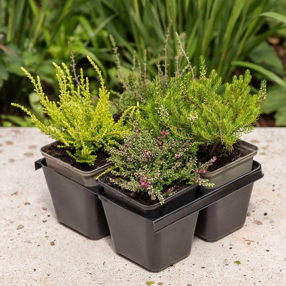 Heather Collection (4 Mixed Heathers) 3 Heather Collection (4 Mixed Heathers) - Image 3