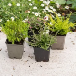 Heather Collection (4 Mixed Heathers) 7 Heather Collection (4 Mixed Heathers) -Cheap Plants Store pl2000048439 card4 lg