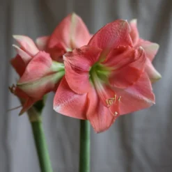 Hippeastrum 'Rosalie' 6 Hippeastrum 'Rosalie' -Cheap Plants Store pl2000048441 card3 lg