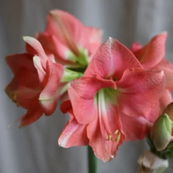 Hippeastrum 'Rosalie' 7 Hippeastrum 'Rosalie' -Cheap Plants Store pl2000048441 card4 lg