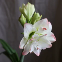 Hippeastrum 'Amadeus Candy' (PBR) 6 Hippeastrum 'Amadeus Candy' (PBR) -Cheap Plants Store pl2000048442 card3 lg