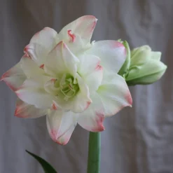 Hippeastrum 'Amadeus Candy' (PBR) 7 Hippeastrum 'Amadeus Candy' (PBR) -Cheap Plants Store pl2000048442 card4 lg