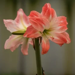 Hippeastrum 'Giant Amadeus' (PBR)