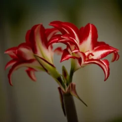 Hippeastrum (Double Galaxy Group) 'Splash' (PBR) -Cheap Plants Store pl2000048447 card3 lg