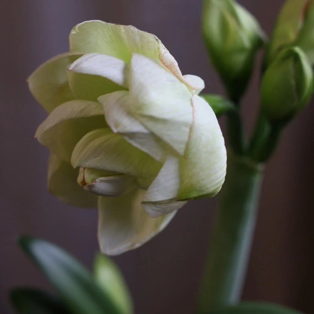 Hippeastrum 'White Amadeus' (PBR) 2 Hippeastrum 'White Amadeus' (PBR) - Image 2