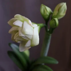 Hippeastrum 'White Amadeus' (PBR) 6 Hippeastrum 'White Amadeus' (PBR) -Cheap Plants Store pl2000048514 card3 lg