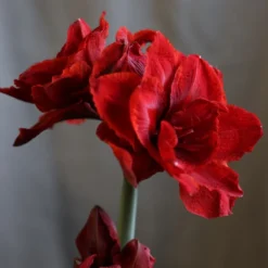 Hippeastrum (Double Galaxy Group) Cherry Nymph ('Chernym') (PBR) -Cheap Plants Store pl2000048515 card3 lg