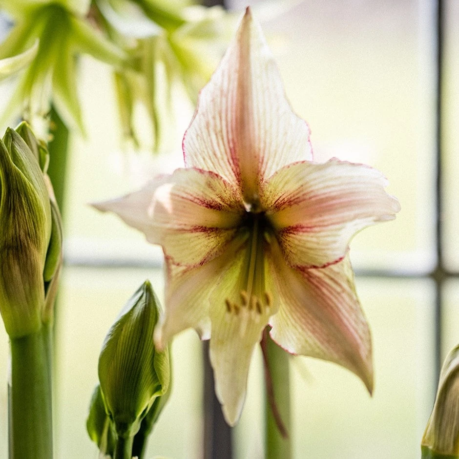 Hippeastrum '(Diamond Group) Green Magic' 1 Hippeastrum '(Diamond Group) Green Magic'