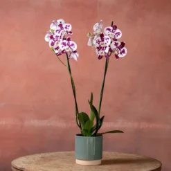 Phalaenopsis 'Marakesh' -Cheap Plants Store pl2000048820 card3 lg