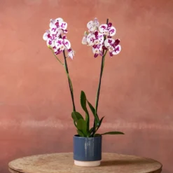 Phalaenopsis 'Marakesh' -Cheap Plants Store pl2000048820 card4 lg