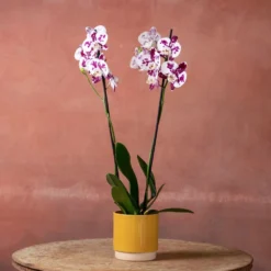 Phalaenopsis 'Marakesh' -Cheap Plants Store pl2000048820 card5 lg