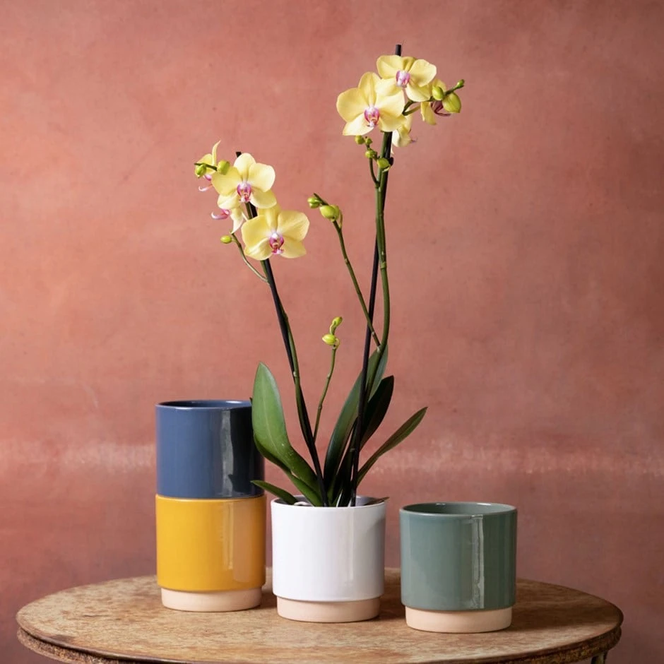 Phalaenopsis 'Golden Cheetah' 1 Phalaenopsis 'Golden Cheetah'