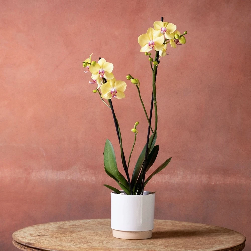 Phalaenopsis 'Golden Cheetah' 2 Phalaenopsis 'Golden Cheetah' - Image 2