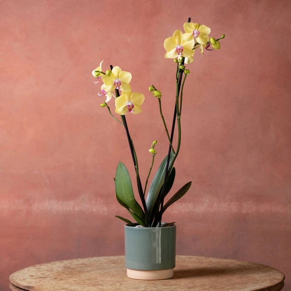 Phalaenopsis 'Golden Cheetah' 3 Phalaenopsis 'Golden Cheetah' - Image 3