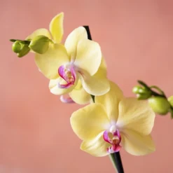 Phalaenopsis 'Golden Cheetah' 11 Phalaenopsis 'Golden Cheetah' -Cheap Plants Store pl2000048821 card6 lg