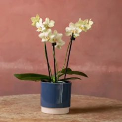 Phalaenopsis 'Livorno' 9 Phalaenopsis 'Livorno' -Cheap Plants Store pl2000048822 card4 lg