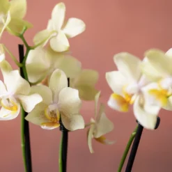 Phalaenopsis 'Livorno' 11 Phalaenopsis 'Livorno' -Cheap Plants Store pl2000048822 card6 lg