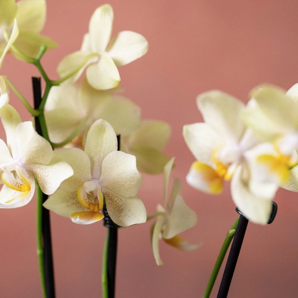 Phalaenopsis 'Livorno' 6 Phalaenopsis 'Livorno' - Image 6