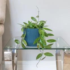 Hoya Gracilis -Cheap Plants Store pl2000048883 card3 lg