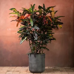 Codiaeum Variegatum 'Mango Tango'