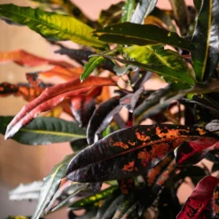 Codiaeum Variegatum 'Mango Tango' -Cheap Plants Store pl2000048905 card3 lg