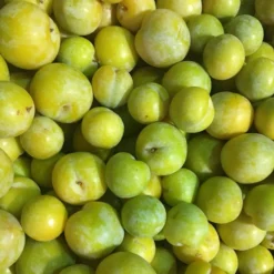 Gage (Reine-Claude Group) 'Lindsey Gage'