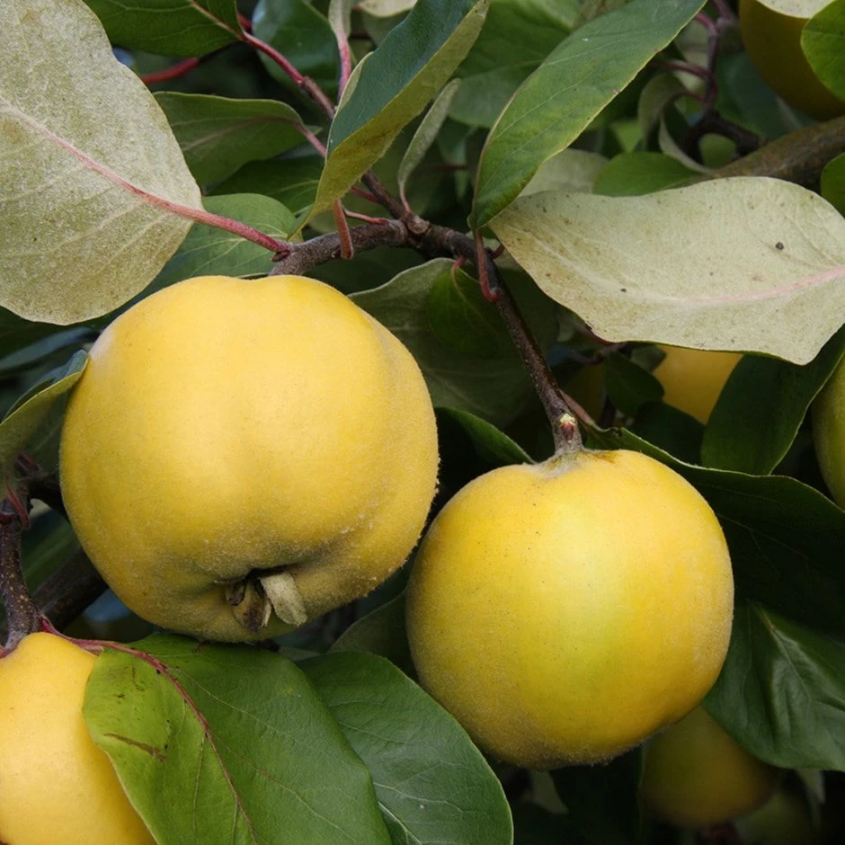 Quince 'Serbian Gold' 1 Quince 'Serbian Gold'