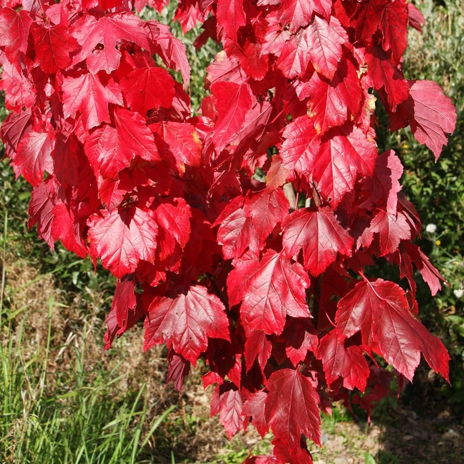 Acer Rubrum Red Sunset ('Franksred') 1 Acer Rubrum Red Sunset ('Franksred')