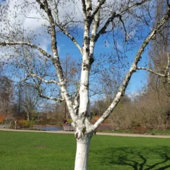 Betula Utilis Subsp. Jacquemontii 'Silver Shadow'
