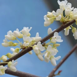 Cercis Canadensis 'Texan White'