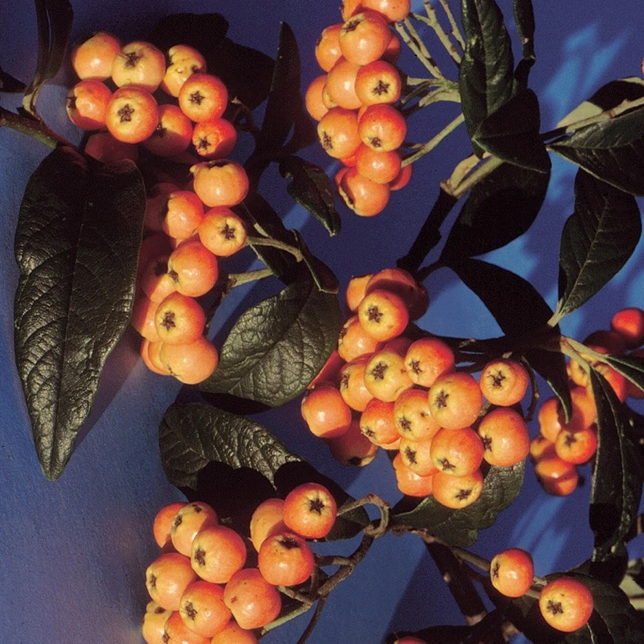 Cotoneaster Salicifolius 'Exburiensis' 1 Cotoneaster Salicifolius 'Exburiensis'