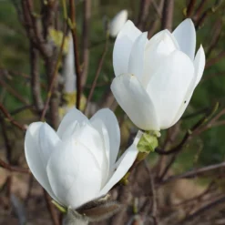 Magnolia 'Joli Pompon'