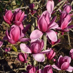 Magnolia Shirazz ('Vulden')