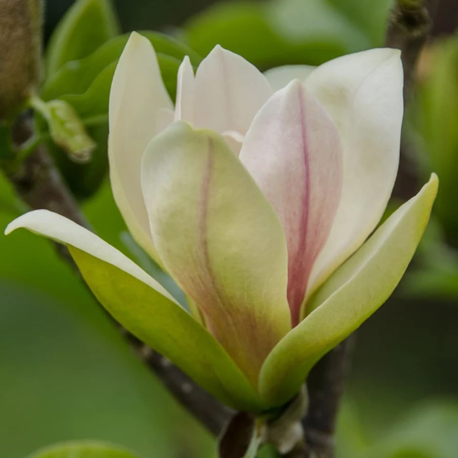Magnolia 'Sunsation' 1 Magnolia 'Sunsation'