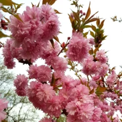 Prunus 'Asano'