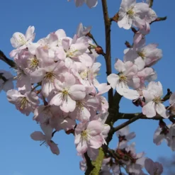 Prunus 'Tiltstone Hellfire'