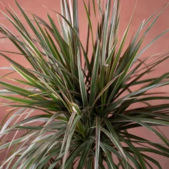 Dracaena Marginata 'Tricolor' -Cheap Plants Store pl2000048989 card3 lg