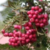 Sorbus 'Glendoick Spire'