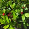 Skimmia Japonica 'Redruth' (female)