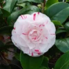 Camellia × Williamsii 'Lavinia Maggi'