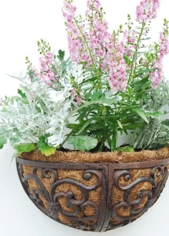 Cast Iron Wall Manger 5 Cast Iron Wall Manger -Cheap Plants Store pr2000004969 card3 lg