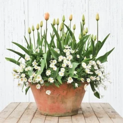 Lucca Terracotta Pot 11 Lucca Terracotta Pot -Cheap Plants Store pr2000012805 card4 lg