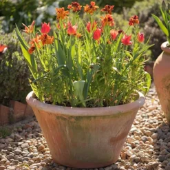 Lucca Terracotta Pot 13 Lucca Terracotta Pot -Cheap Plants Store pr2000012805 card6 lg